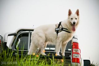 Julius K9 Dog Pet Harness Earth Adjustable Choose Size Color Starting