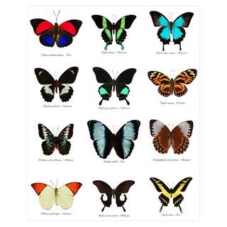 Wall Art  Posters  12 Exotic Butterflies Poster