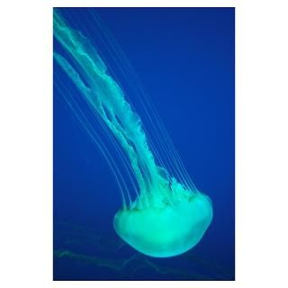 Jellyfish Posters & Prints