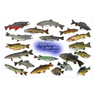 Fishing Posters & Prints