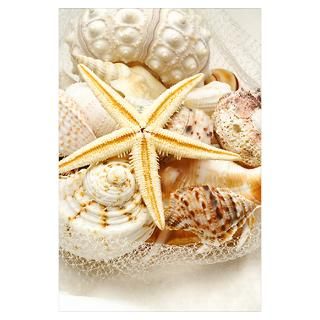 Starfish and assorted seashells Poster