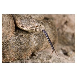 Wall Art  Posters  A defensive tiger rattlesnake