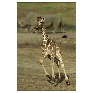 Wall Art  Posters  Giraffe juvenile running with