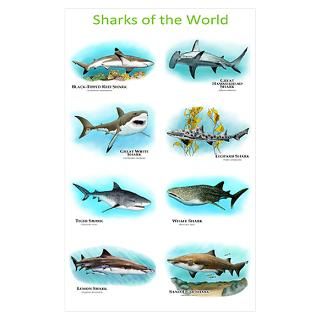 Wall Art  Posters  Sharks of the World Wall Art