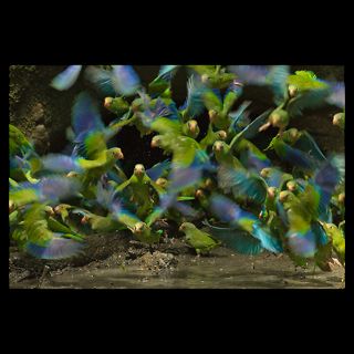 Cobalt winged parakeets flock to a pool  National Geographic Art