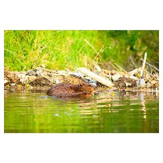 Wall Art  Posters  A beaver and baby feed near