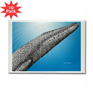 Blue Whale Close up Rectangle Magnet (10 pack)