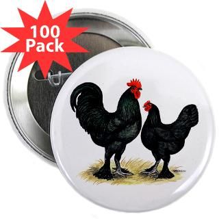 black langshan chickens 2 25 button 100 pac $ 114 99