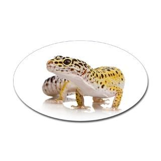 Leopard gecko (NL)  Geckos Unlimited Support Store