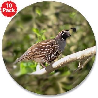 California Quail  Trackers Tracking and Nature Store