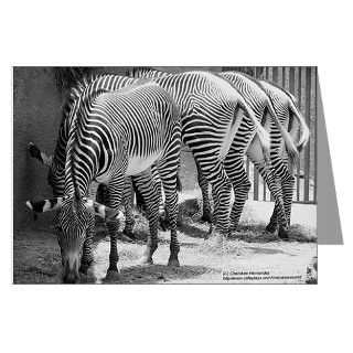 African Gifts  African Greeting Cards  Zebra Invitations (Pk of 20)