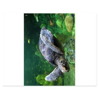 Turtle Invitations  Turtle Invitation Templates  Personalize Online