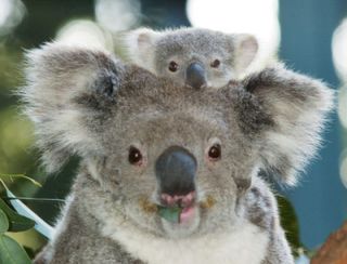 Australian Koala Bear Resin 3D Fridge Magnet