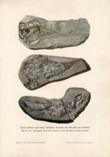 C1900 Prehistoric Fish Fossils Antique Litho Print H Kraemer