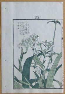Kono Bairei Japanese Woodblock Flower Print I312 1900