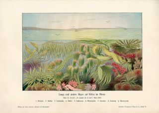 C1900 Marine Algae Seaweeds Antique Litho Print H Kraemer