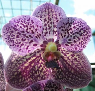 Vanda Gordon Dillon Lea’ Hybrid Orchid Plant VAN026