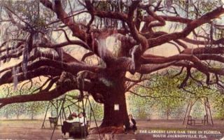 Largest Live Oak Tree South Jacksonville FL 1916