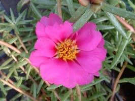 46 Live Plant Plugs Portulaca Sundial Fuchsia Moss Roses