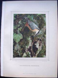 1880 Leo Paul Robert Folio Eurasian Nuthatch Bird