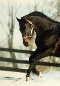 Tony Leonard Seattle Slew Print Horse Racing Equine Art