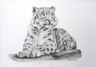 Snow Leopard Sarah Stribbling Original Pencil Drawing