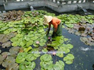 10 Live Madam Wilfron Water Lily Plants Lotus Freedoc
