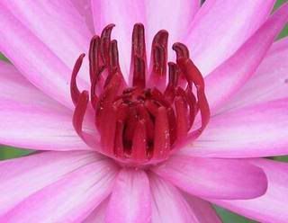 10 Pinknight Water Lily Pond Live Plants Freedocument