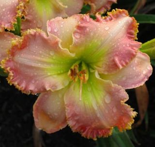 Northern Nocturn DF B12A Salter 2001 DAYLILY