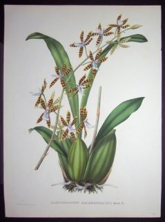 1860 Linden Litho Orchid Odontoglossum Reichenheimii