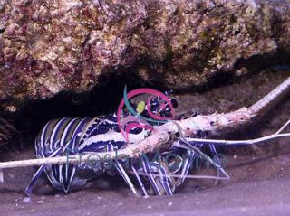 Spiny Blue Lobster Spiny Lobsters Live Salt Water Aquarium