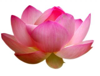 Pink Lotus ♥ Essential Oil Absolute Amber Glass Free SHIP Dram