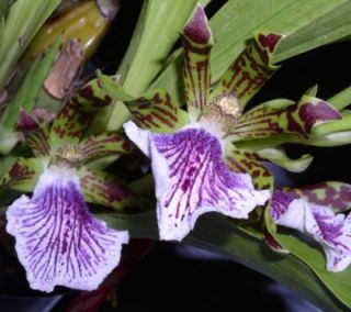 Zygopetalum Mackayi Species Orchid Plant