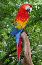 Raymond Waites Scarlet Macaw  Parrot Cookie Jar