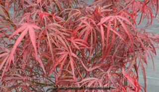 Hupps Red Willow Japanese Maple 3 Year Tree