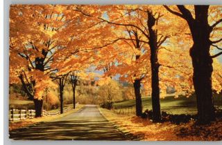 Postcard Vermont Sugar Maples Trees in Autumn VT