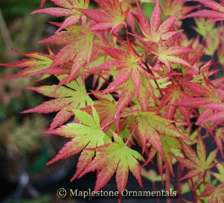 check out our other auctions. We grow over 200 varieties of maples