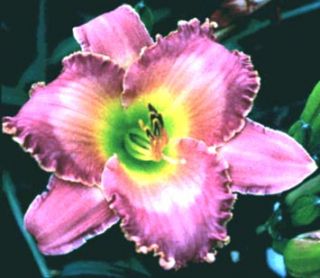 MANHATTAN MOOD   DF   B1H   Morss 1998   DAYLILY