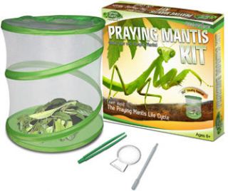 Praying Mantis Green Earth Insect Life Cycle Habitat Science Project