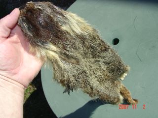 Marmot pelt tanned ft. clws possibly mountable wild skin/fur/trapper