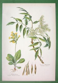 Cowlsip Primula officinalis Manna Ash Botanical Color Antique Print