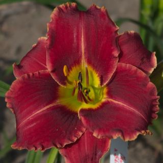 Mary Alice Stokes DAYLILY DF Live Plants Perennial Flowers Hansen 2001