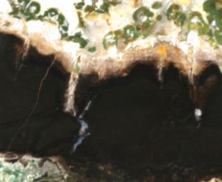 Slab Mcdermitt Petrified Wood Oregon Agate Slice R363