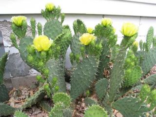 Cold Hardy Cactus Prickly Pear Opuntia 3 Pads Minnesota