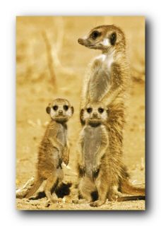 Meerkats Poster Animal Family Wildlife 33459