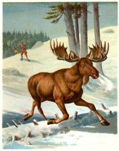 McLoughlins Chromolithograph Animals 1886 Moose
