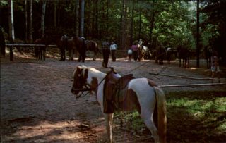 Blairsville GA Vogel State Park Horses Ponies Postcard