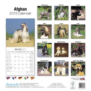 Kalender 2013 Afghane   Afghanischer Windhund