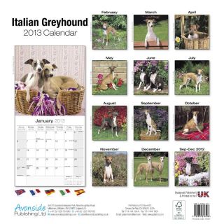Kalender 2013 Italienisches Windspiel Italian Greyhound
