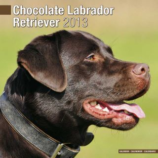 Kalender 2013 Labrador Retriever braun (Chocolate)
